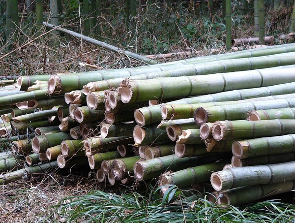 image of bamboo stalks