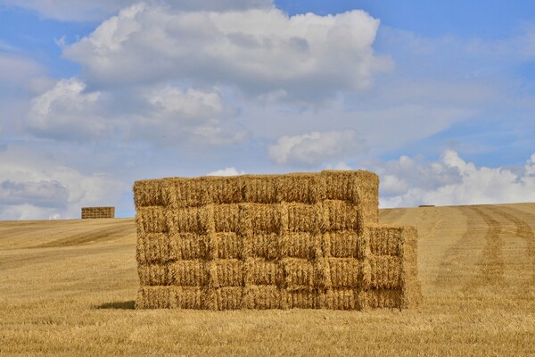 image of wheat bales on a field