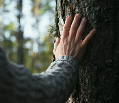 Person's hand on a tree in a forest