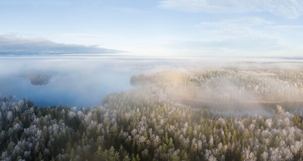 foggy forest in the Nordic