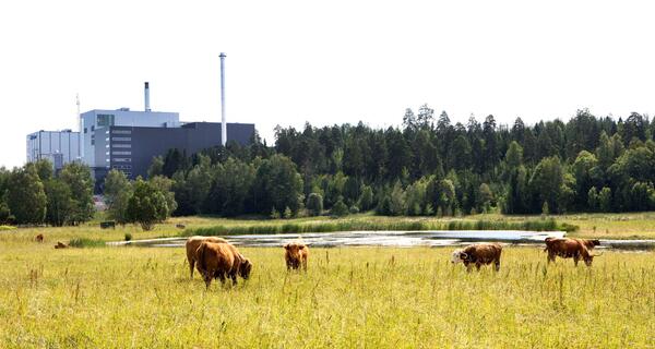 Cows on a meadow in front of a power plant. 