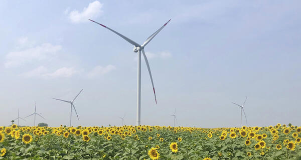 Wind park with sunflowers
